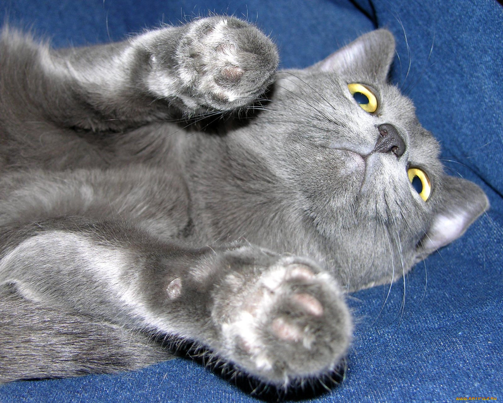 , , cat